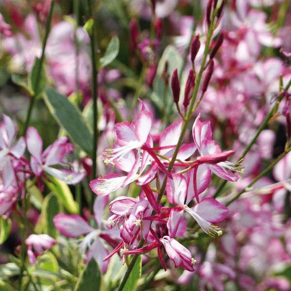 gaura-lindheimeri-freefolk-rosy3BBCBF0A-67A6-61B3-D70F-978F391CEB17.jpg