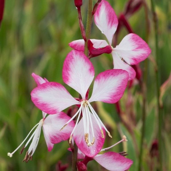 gaura-lindheimeri-freefolk-rosyB210A046-AF92-1C80-141D-ED6F17FE8816.jpg