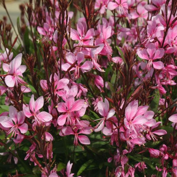 gaura-lindheimeri-lillipop-pink5EB5A212-F060-FA7F-CAC0-247F7DC08C5C.jpg