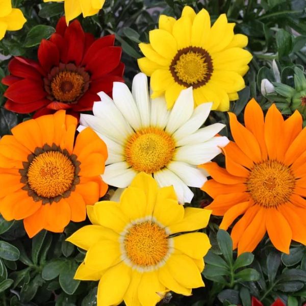 gazania-rigens-enorma-mix7417EFAD-EFE2-253A-806C-1C5259B8986F.jpg
