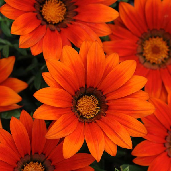 gazania-rigens-new-day-bronze-shades50174311-2615-AF63-1EFB-911AB6D4853F.jpg