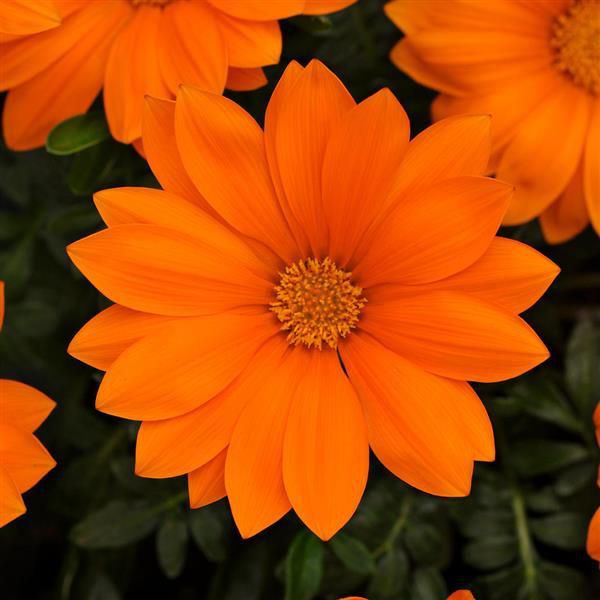 gazania-rigens-new-day-clear-orangeA08428E8-E80F-5D8E-7191-9FC8A42D4515.jpg