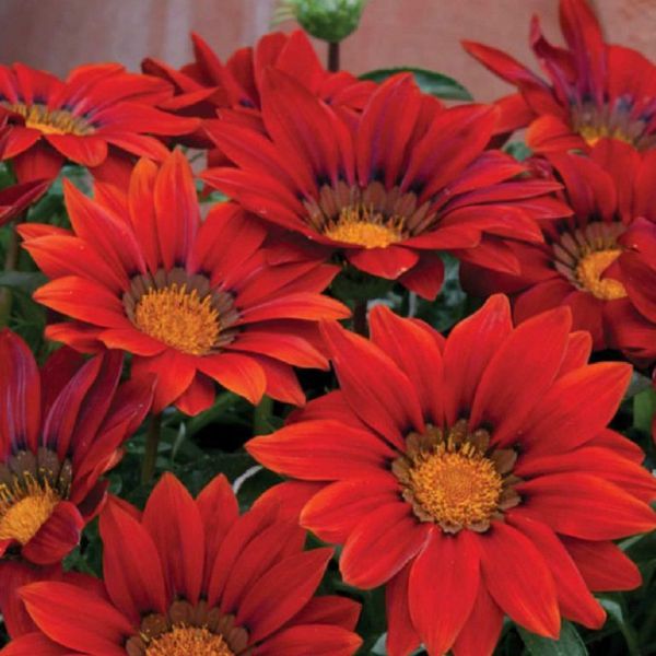 gazania-rigens-new-day-red-shadesA75BADCA-CFFA-C14D-D1BB-ED20A8BDCD11.jpg