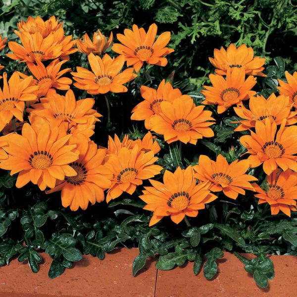 gazania-x-drigens-orangeBCCD68FE-2068-00F2-B373-9C31F7C6C503.jpg