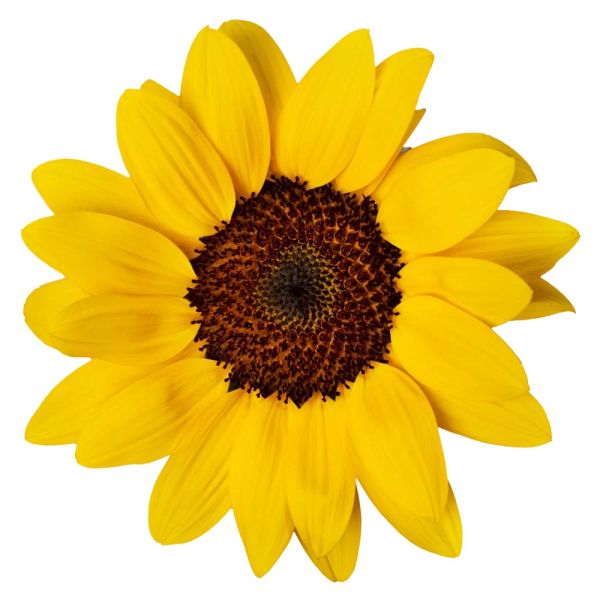 helianthus-annuus-sunsation-f1-compact-yellow65E44094-81DB-A399-5A4B-28F846F2F182.jpg