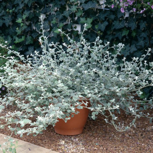 helichrysum-petiolare-silver-38300767614169B0ACB5C-167F-A39B-E88A-AD01112F066D.jpg