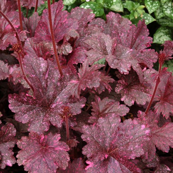heuchera-heuc-midnight-roseAC8D7385-C61F-AC2B-1983-B597038711D6.jpg