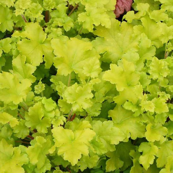 heuchera-lime-marmaladeC421C8EA-9492-D8FD-164B-1BC6CEAC8AE2.jpg