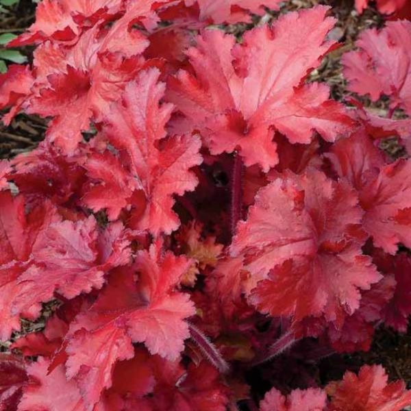 heuchera-red-fury465441D4-A6FF-CEB6-246C-3CC996676AA4.jpg