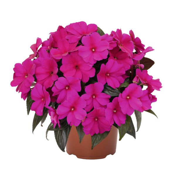 impatiens-n-g-magnum-blueD3FA0290-A58C-7E27-DC96-D758C5FA581F.jpg