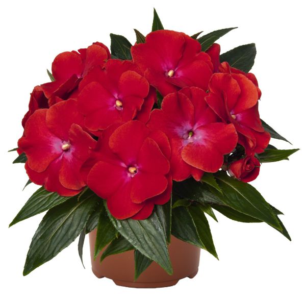 impatiens-n-g-magnum-dark-red70800142-278C-5B66-C1CF-4DC01341B9B4.jpg