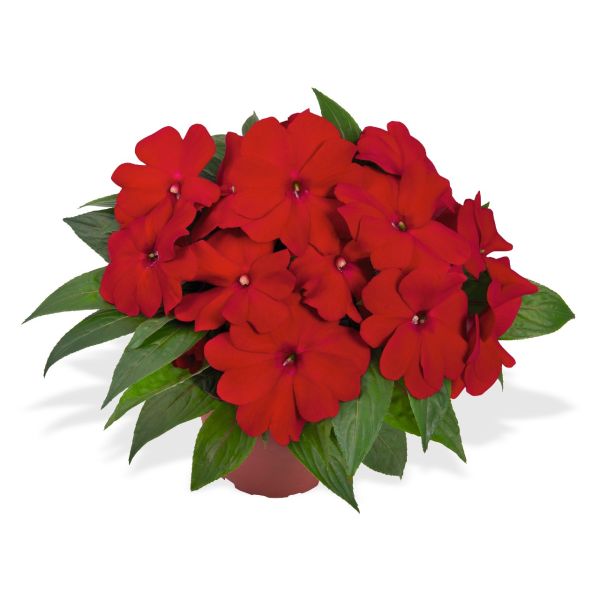 impatiens-n-g-magnum-dark-redCDA79BEE-A82B-CAE5-0EC5-87E51607C06D.jpg