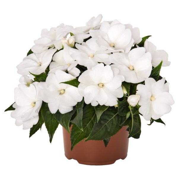 impatiens-n-g-magnum-pure-white80CE20EC-6284-7149-C93A-4B30267B5765.jpg