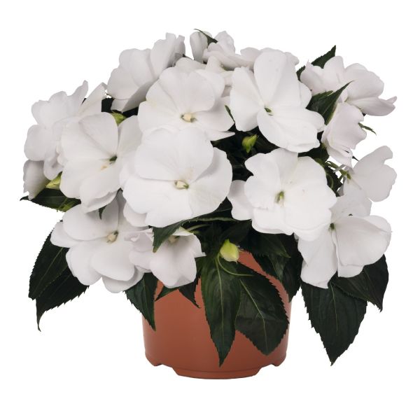 impatiens-n-g-magnum-pure-whiteC6FF86B7-CED5-6296-0B25-1EDF1682F897.jpg