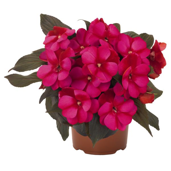 impatiens-n-g-petticoat-blue-star29827323-EFF6-2B74-9F0C-CC79243303EE.jpg