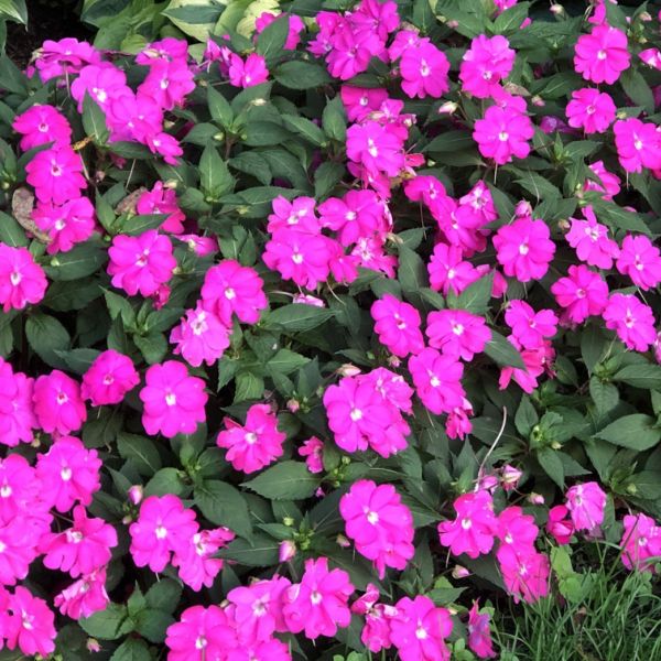 impatiens-n-g-sunpatiens-compact-purple6F96CF37-156F-0B7B-DBE9-54D4AC05D01F.jpg