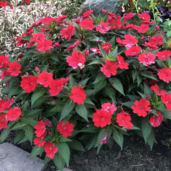 impatiens-n-g-sunpatiens-compact-redC6F0CC87-837F-0A1A-D60C-1F15887175B3.jpg