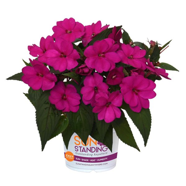 impatiens-n-g-sunstanding-purple810F26B3-8597-D0B1-5A97-59C28491D24F.jpg