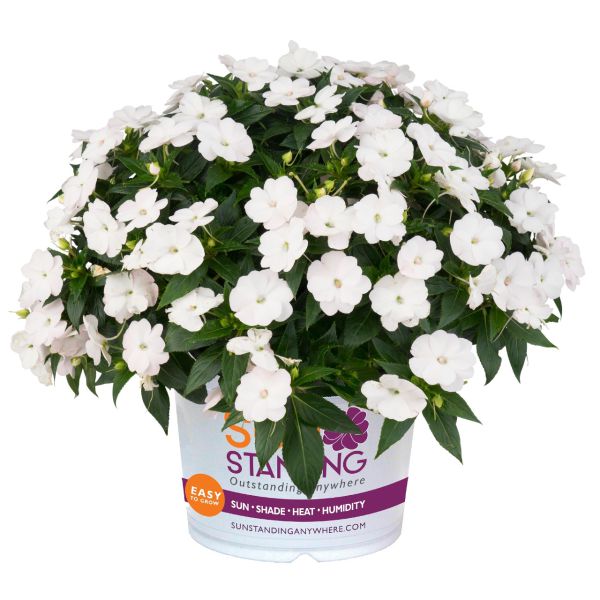 impatiens-n-g-sunstanding-white3EB254EE-54D4-92EF-22BE-1E105D705C90.jpg