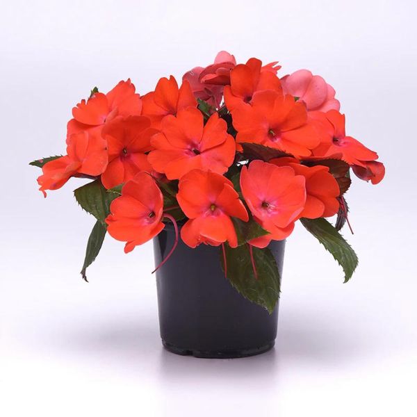 impatiens-ng-solarscape-orange-burst45E186E7-4245-BB2B-44B5-2DED658F93FB.jpg