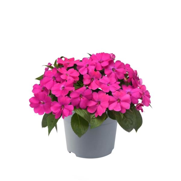 impatiens-ng-solarscape-pink-jewel0611F6FB-85BE-65FE-4A26-E9B46ACEF0A4.jpg