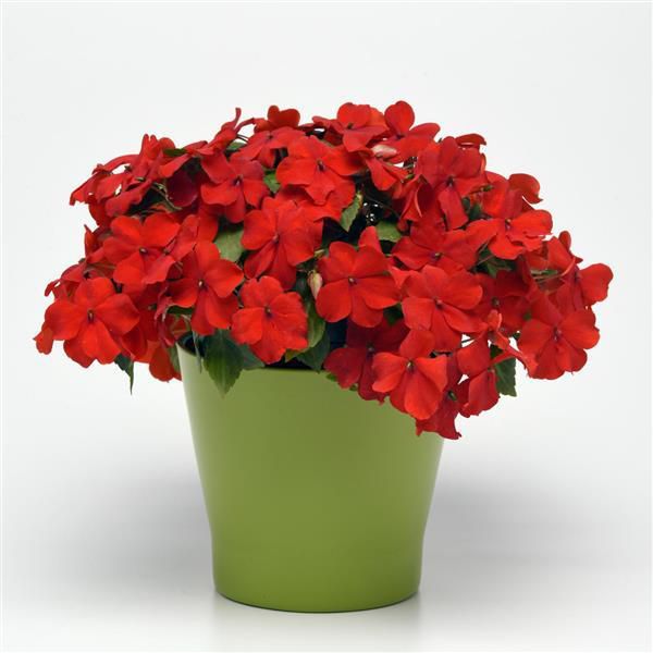 impatiens-wall-beacon-bright-redFD6785D4-386E-AA71-CFD4-52F66C1815B4.jpg