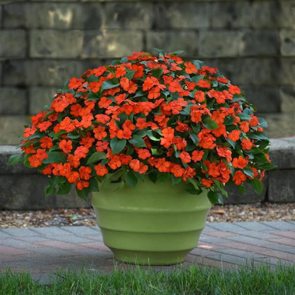 impatiens-wall-beacon-orange7173D525-D23A-72D1-28DA-CF75539E7D18.jpg