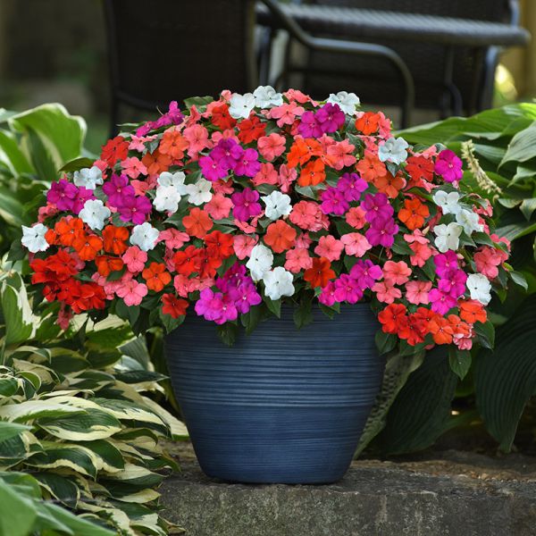 impatiens-wall-beacon-select-mixC836691F-73A8-1AA0-486F-A4267BFF0C2D.jpg