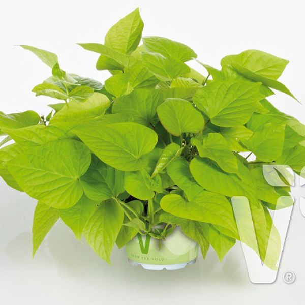 ipomoea-batatas-papas®-light-green-heart-38300767618054C20E261-4614-DE4C-439D-F7F0E79EE4A0.jpg