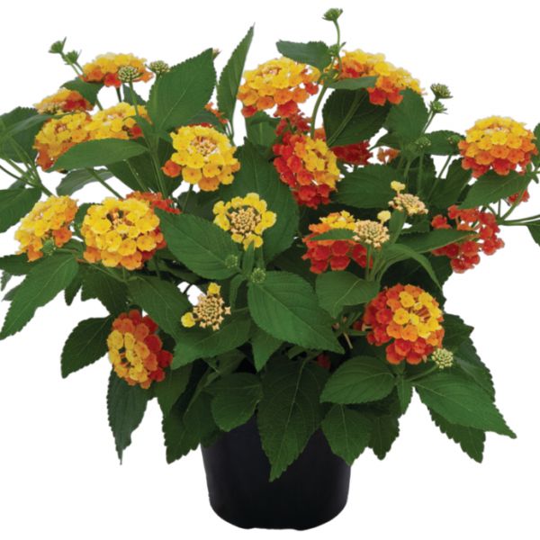 lantana-camara-bloomify-mango-3830076761959AD2E31FA-DA68-FC35-CCDF-11F747CB30B3.jpg