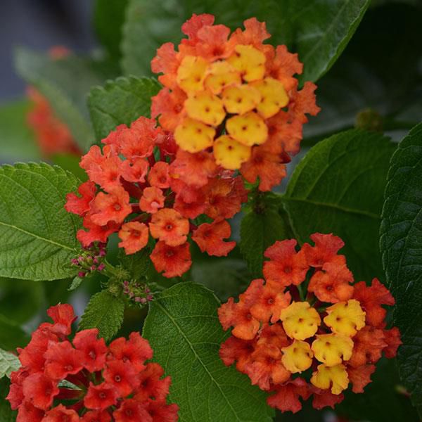 lantana-camara-bloomify-red-38300767619665E40C7E4-2422-FB08-CE5F-6BDA6C964BF0.jpg