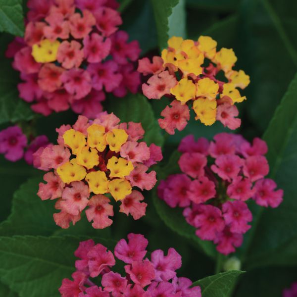 lantana-camara-bloomify-rose-3830076761973B7BB192D-BDD8-BEF6-56D1-925F5EFB7498.jpg