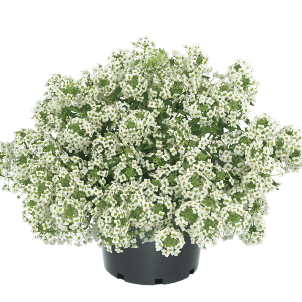 lobularia-easy-breezy-white-3830076762031F840F6CB-4CD3-325F-610A-EBE1245CE7C0.png