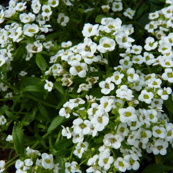 lobularia-maritima-clear-crystal®-white6BB3B61B-2C1C-20F6-5B9F-976A891D5B29.jpg