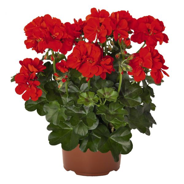 pelargonium-pelt-atlantic-fire-383007676230714E523D5-32E3-6A2C-F261-2FDB5BB152BD.jpg