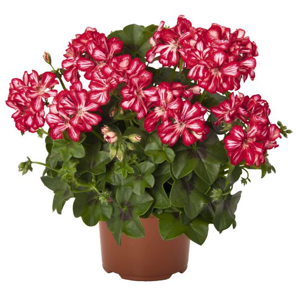 pelargonium-pelt-atlantic-red-star-38300767623149E401F6C-6883-1525-CB90-505E5088E5F5.jpg