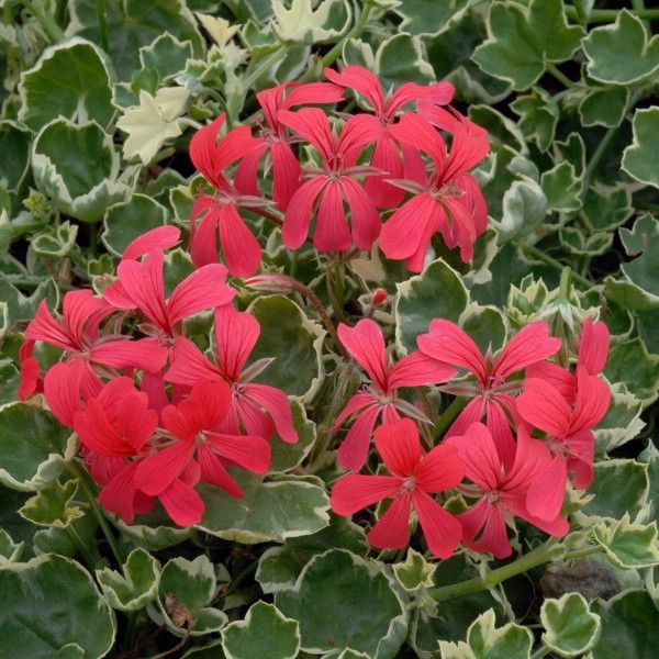 pelargonium-pelt-evka-redD9E8E983-42B8-E6F7-48F7-20142666E8C6.jpg