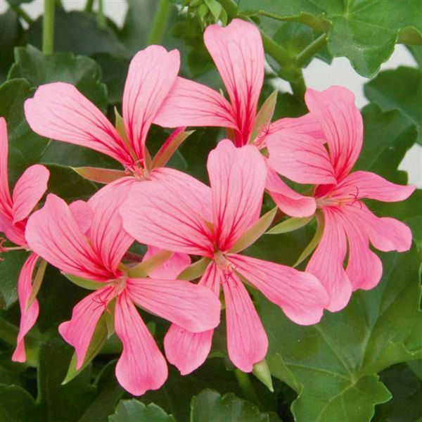 pelargonium-pelt-minibalcon-pink40AB4B40-7597-AE5C-8436-51F5A883DF11.jpg