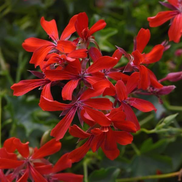 pelargonium-pelt-minibalcon-red39941D7E-E449-6C14-3B4D-611DBF0C35E8.jpg