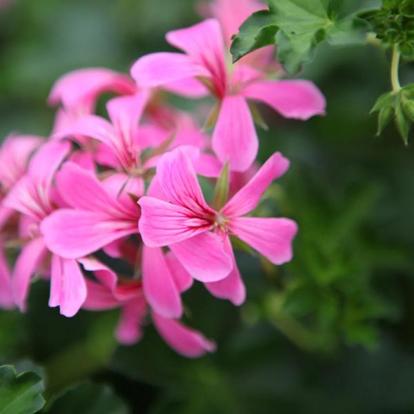 pelargonium-pelt-ville-de-paris-lilac56270B1C-BADC-A9AA-6537-F5D76F5C2FCE.jpg