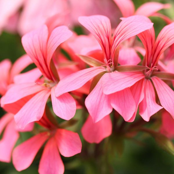 pelargonium-pelt-ville-de-paris-pink6FEEA893-C1A4-80DE-E1F9-6509755C8608.jpg