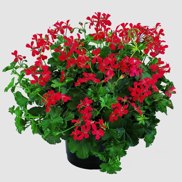 pelargonium-pelt-ville-de-paris-red0BF52A17-D3EF-1A65-C225-F3FA51A431BC.jpg