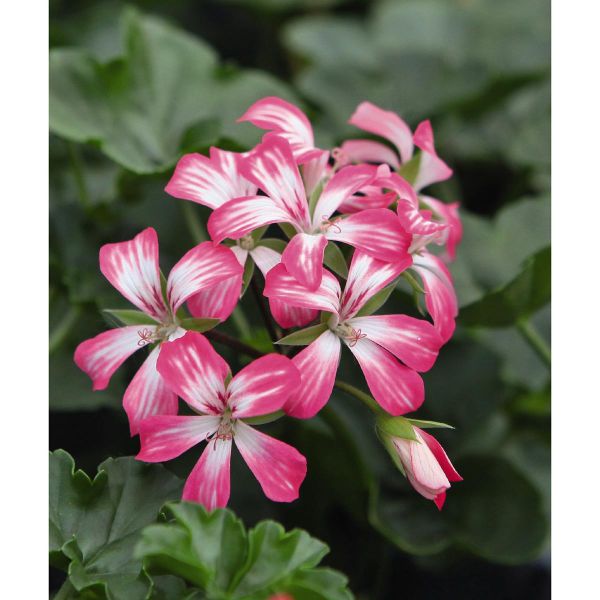 pelargonium-pelt-ville-de-rheinberg-brilliant14B2F837-1C96-71EE-EDE7-24F1D76E1D8C.jpg