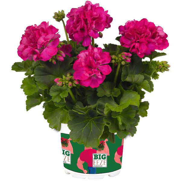 pelargonium-zon-big-eeze-fuchsia-blue7F263BD2-DD9B-B098-567B-852EF79658C2.jpg