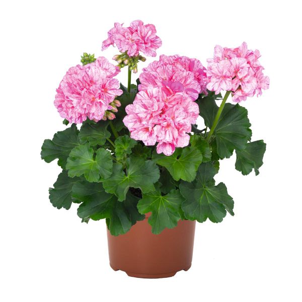 pelargonium-zon-big-eeze-pink-batikF2F568E3-B0D5-D880-F39A-47C29AB5413C.jpg