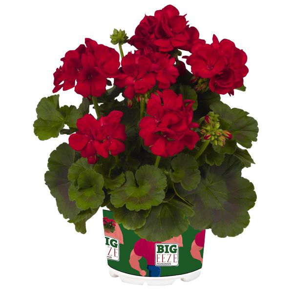 pelargonium-zon-big-eeze-red3562DDC3-D322-CDBA-7725-8E5414D54F3D.jpg