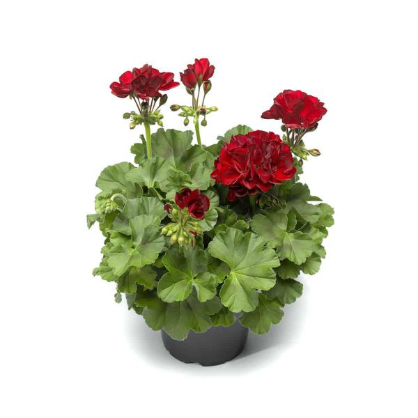 pelargonium-zon-calliope-dark-red0CF60EF5-6BB3-F43C-778B-05BB19144FCF.jpg