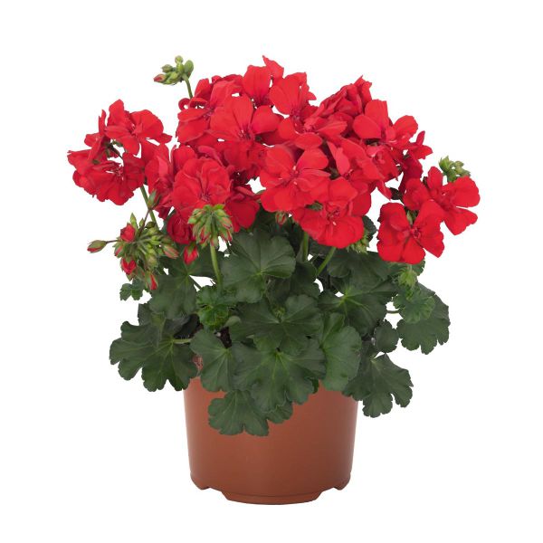 pelargonium-zon-santana-dark-red71206258-46E6-D6C5-F70B-AE140A4EB0D7.jpg