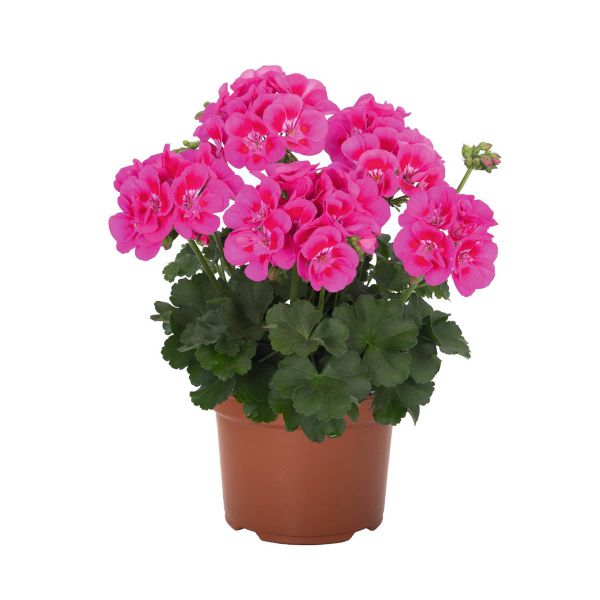 pelargonium-zon-santana-pink-splash61559EF9-0547-B77A-4B9F-C44C43A1B220.jpg