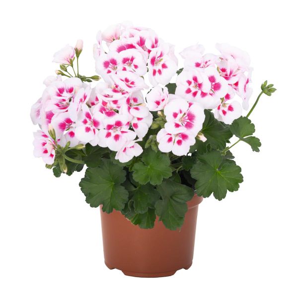 pelargonium-zon-santana-white-splash4B665153-CA95-1653-B73D-FB604BA37108.jpg